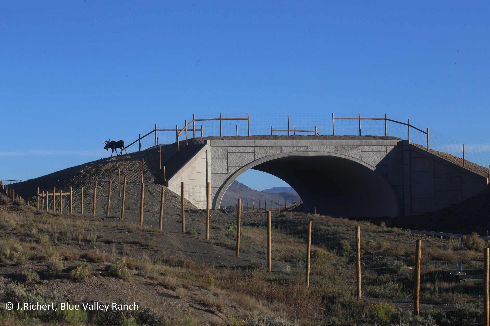 CO 9 moose crossing overpass