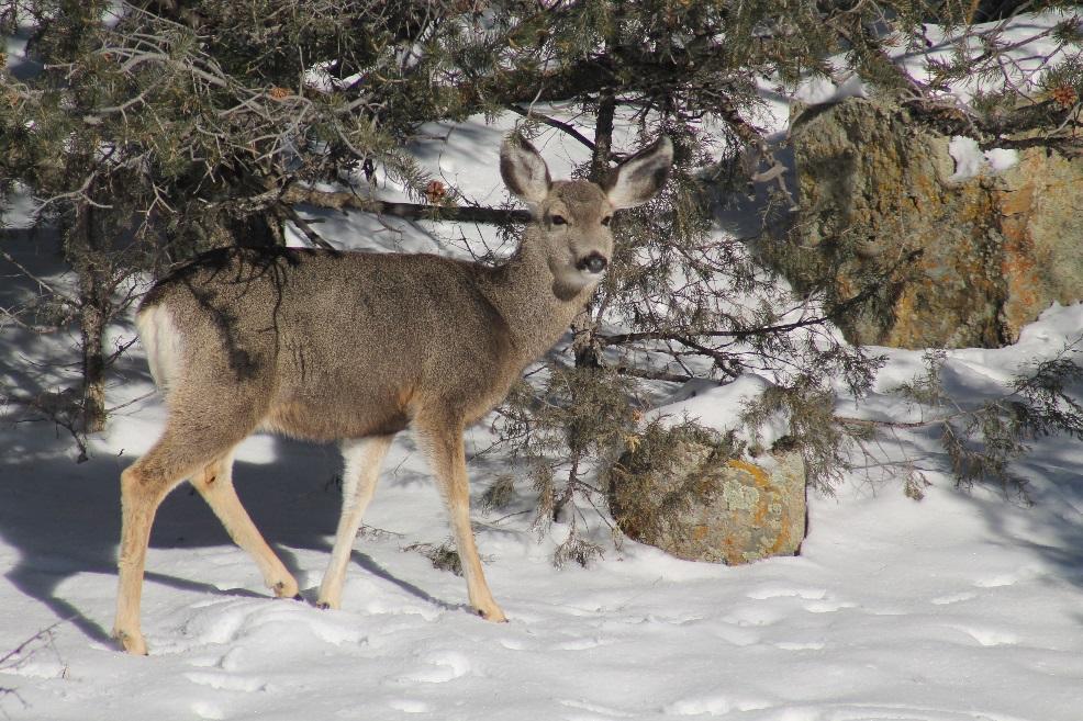 Deer in winter