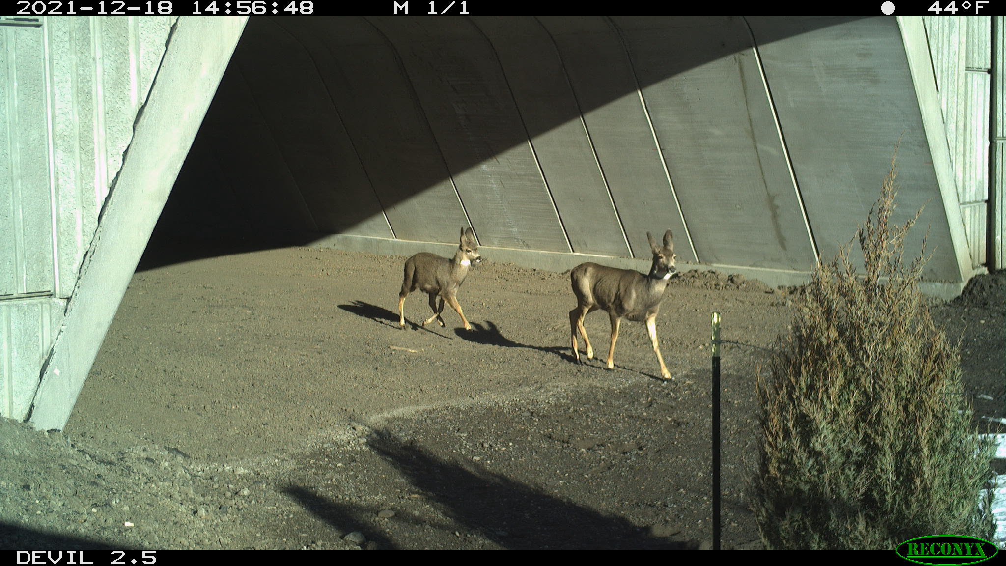 Deer Spotted at Wildlife Crossing detail image