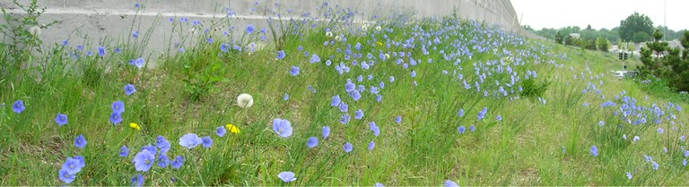 Highway sound wall in the background with nicely vegetated right-of-way, including the native blue flax.