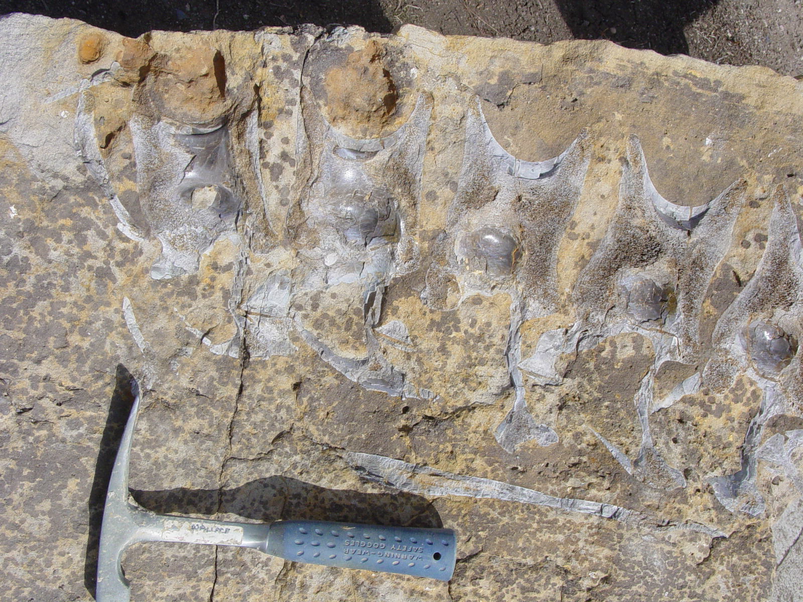 Allosaurus vertebrae at the Friends of Dinosaur Ridge Visitors’ Center ...