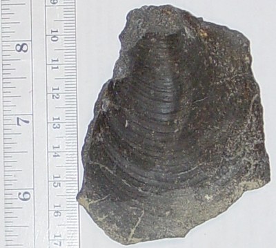Fossil clam shell