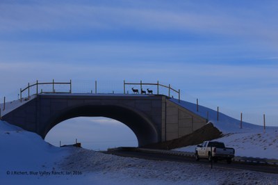 SH 9 Deer Crossing Overpass Jan 2016