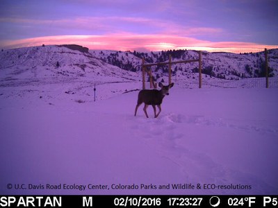 SH 9 Deer Sunset Overpass 021016