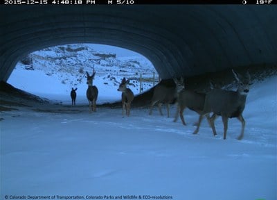SH 9 Deer Underpass CDOT CPW 121515