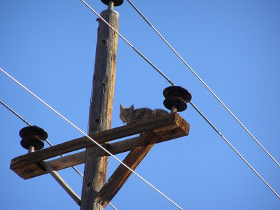 Bobcat perched on a utility pole near CDOT Durango office