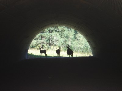 Deer using US 285 wildlife underpass