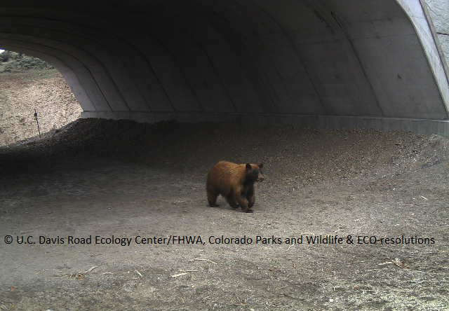 Black Bear Accessing Underpass 2016