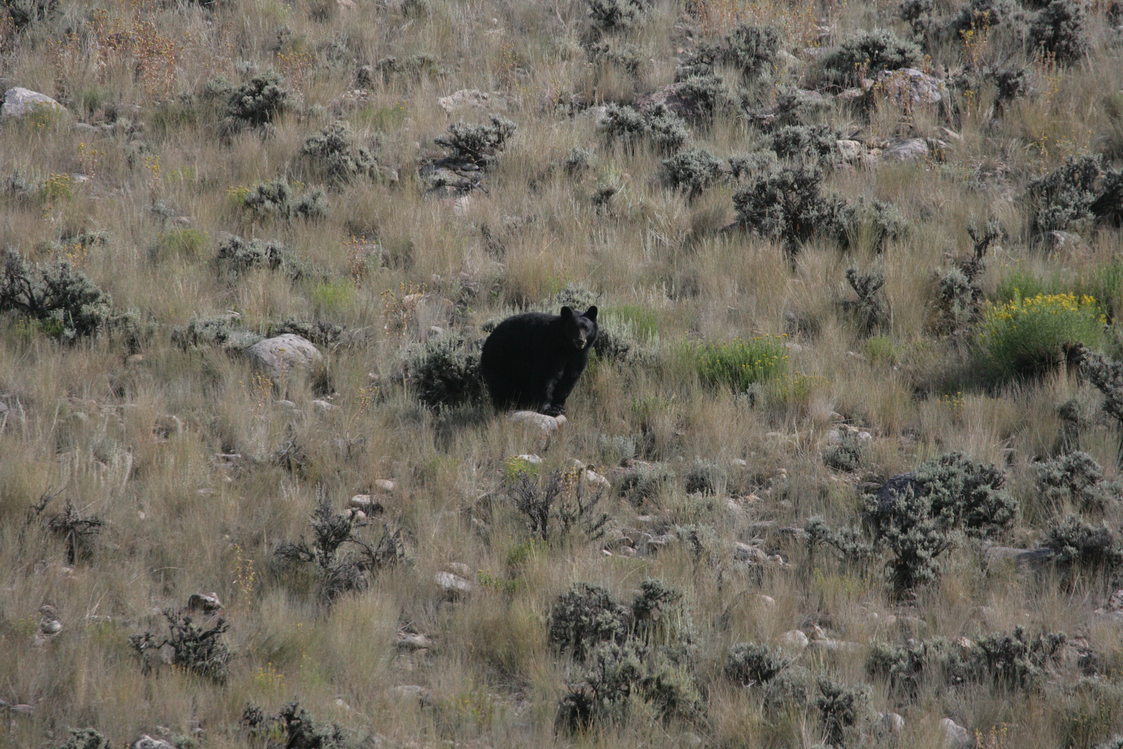 Local Wildlife: Bear detail image