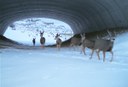Photo courtesy of Colorado Dept. of Transportation, Colorado Parks and Wildlife & ECO-resolutions thumbnail image