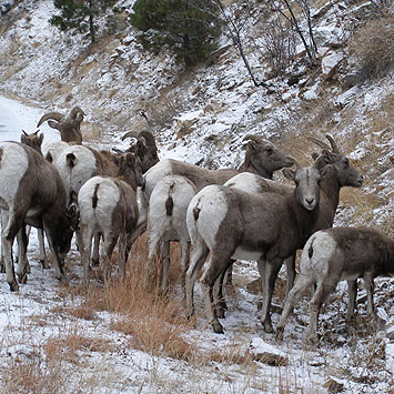 BigHorn_road.jpg detail image