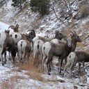 BigHorn_road.jpg thumbnail image