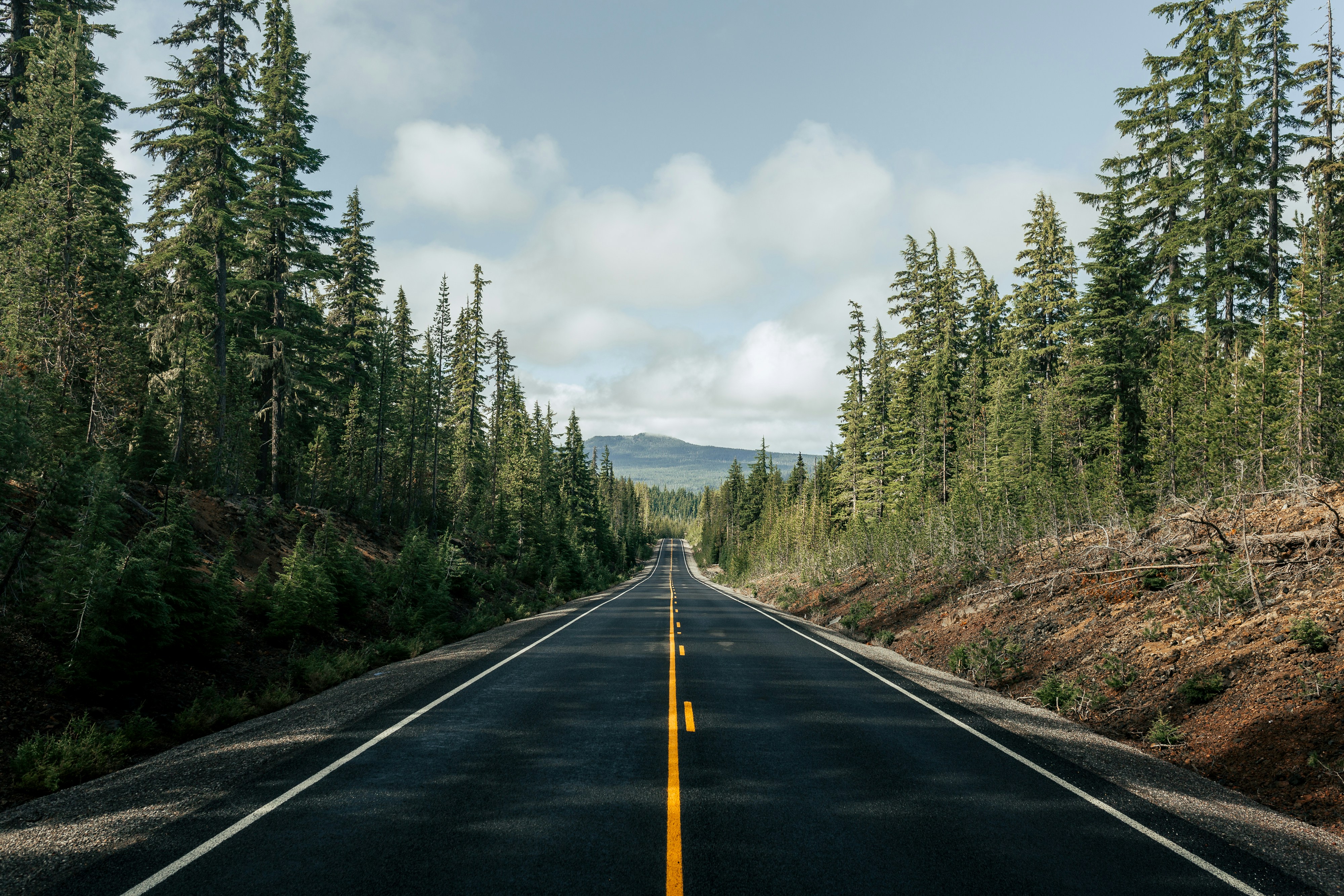 Tree Lined Road.jpg detail image