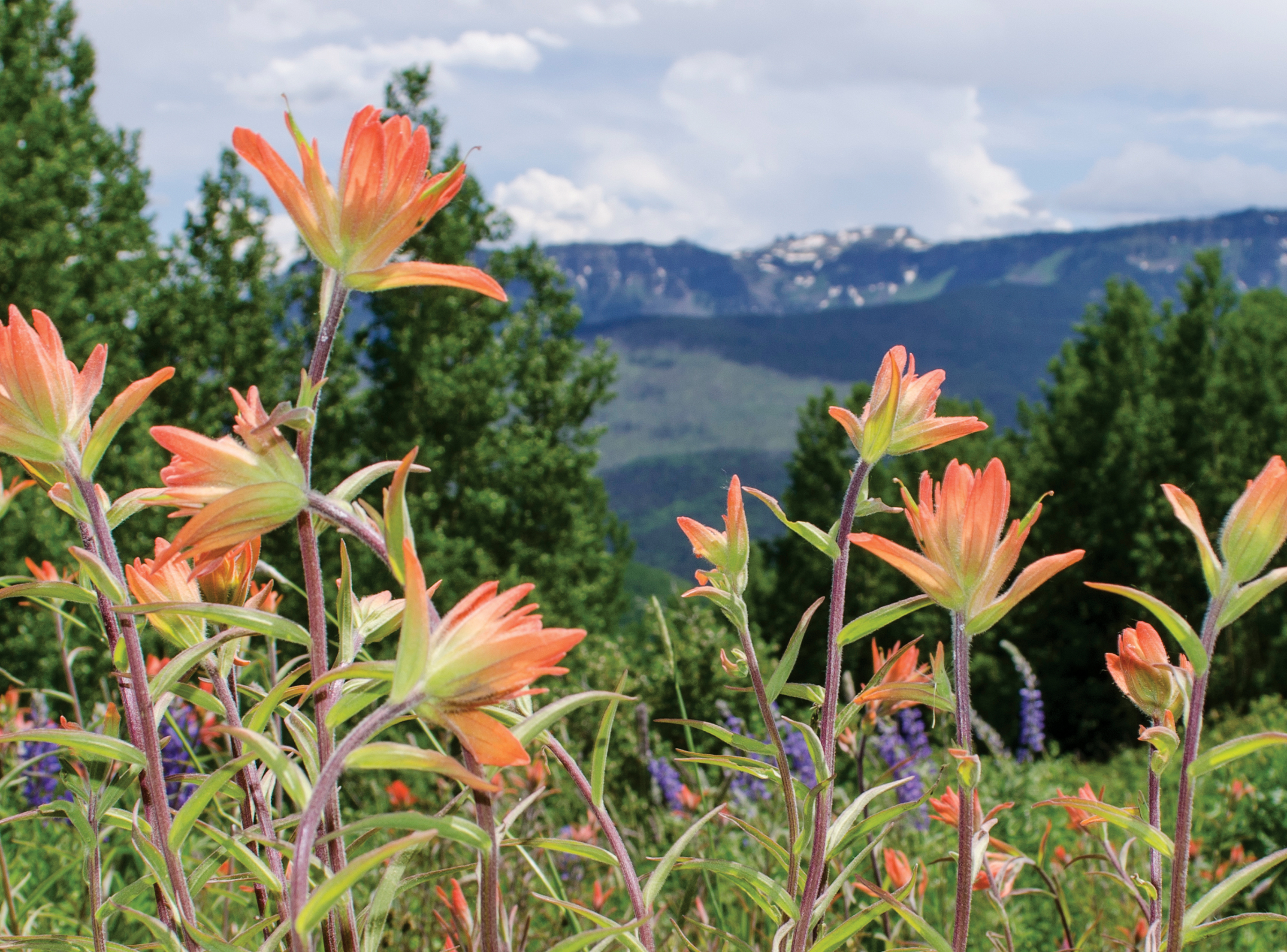 indian-paintbrush-wild-flowers